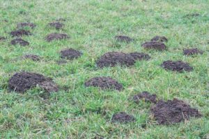 How To Get Rid of Moles Without Using Chemicals