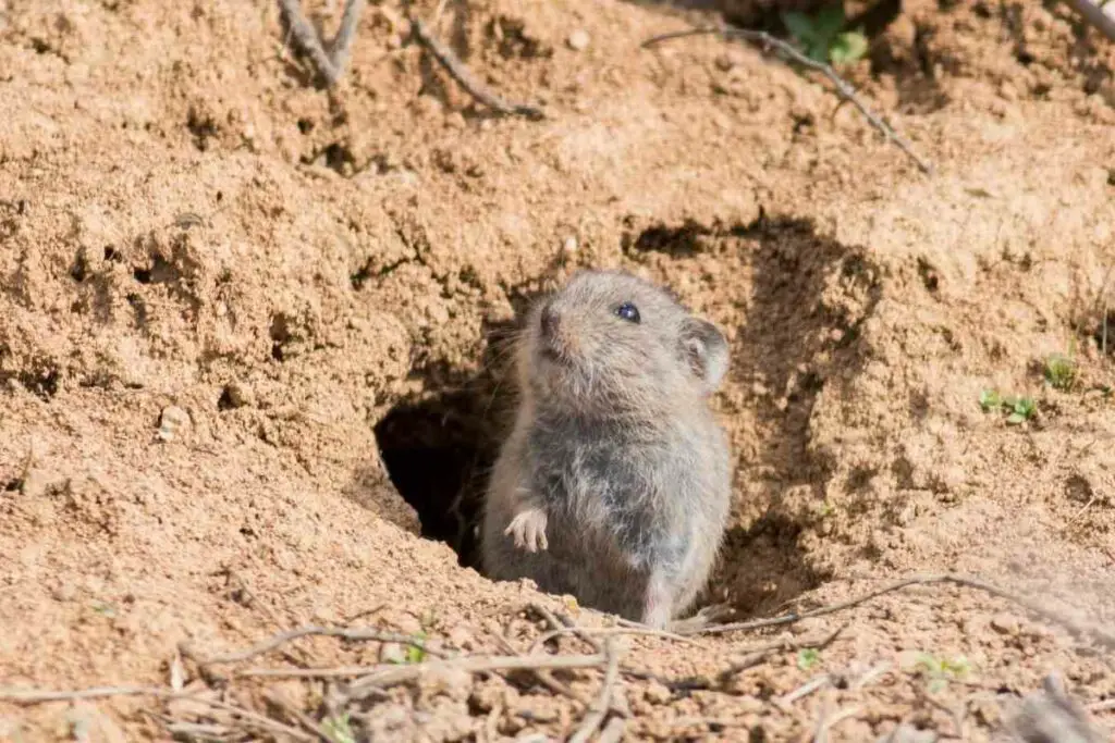 Voles rodents