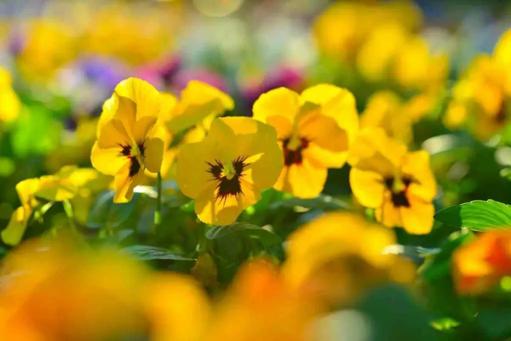 you can Grow Flowers in an Aerogarden