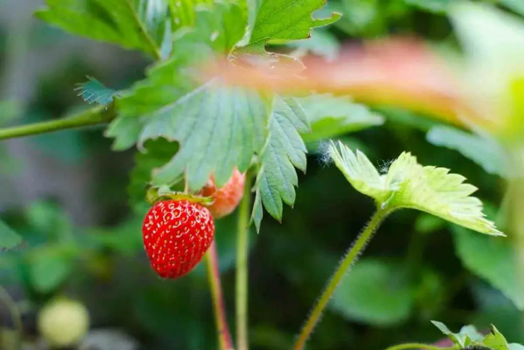 Caring for the strawberry plants in aero garden guide