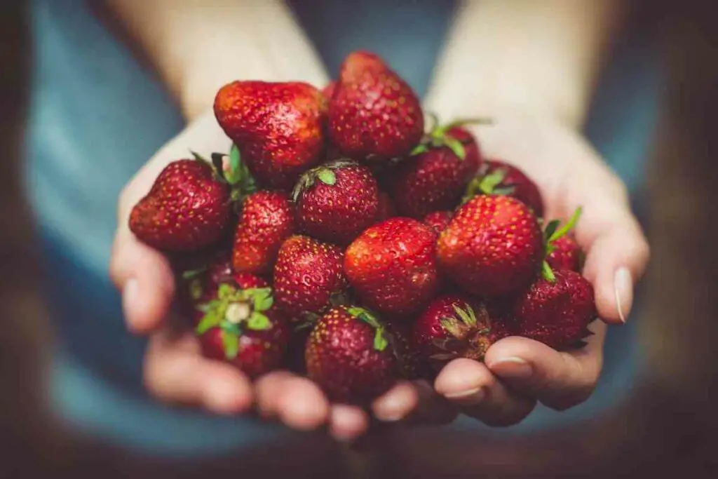 Harvest aerogarden strawberries