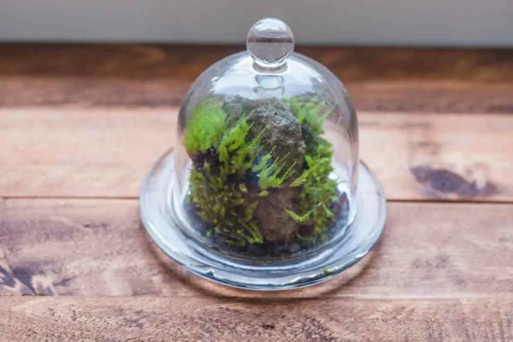 Cleaning moss for terrarium