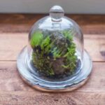 Cleaning moss for terrarium