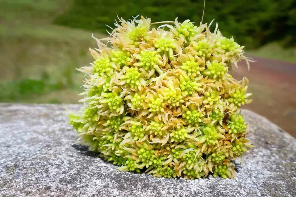 How to grow sphagnum moss tips