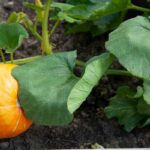 tips for Keeping squashes from rotting