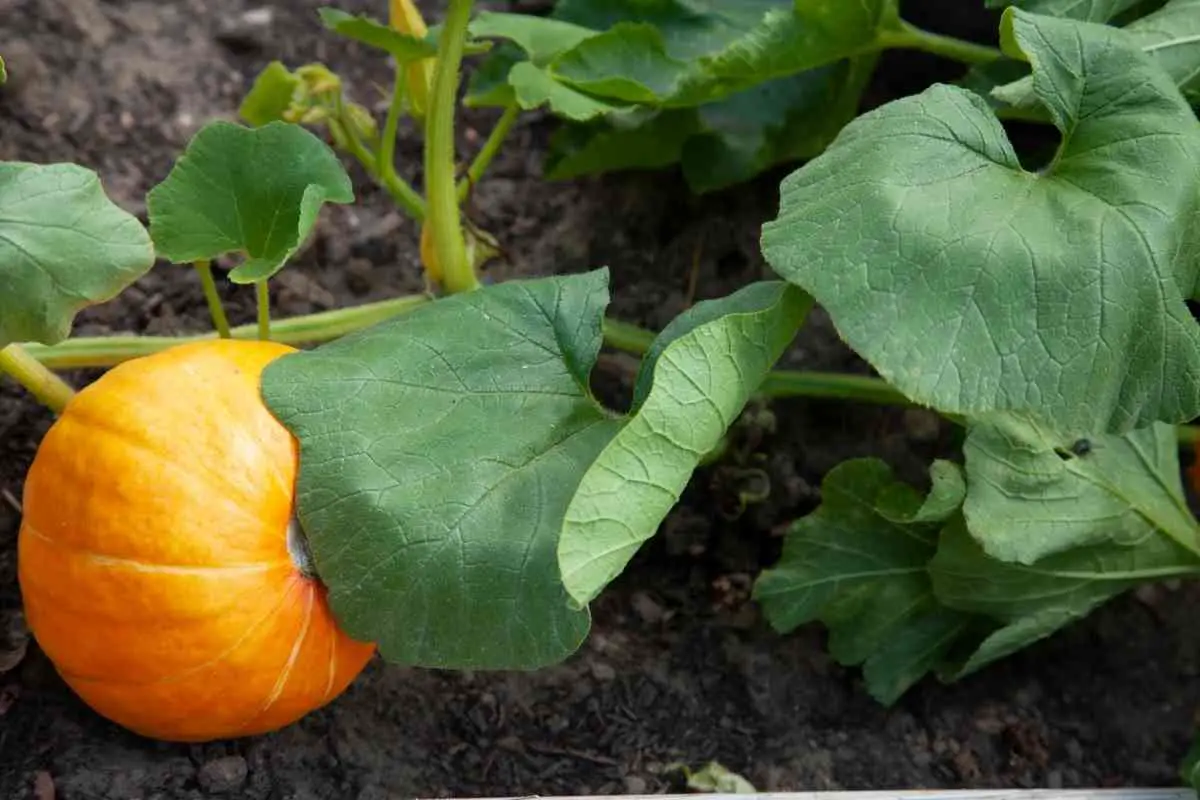 How Do You Keep Squashes From Rotting on the Vines?