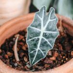 Guide on How to propagate Alocasia Polly