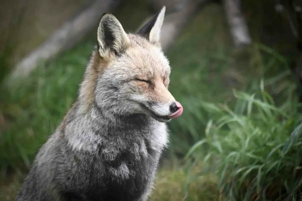 Protect Chickens From Foxes