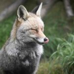 Protect Chickens From Foxes
