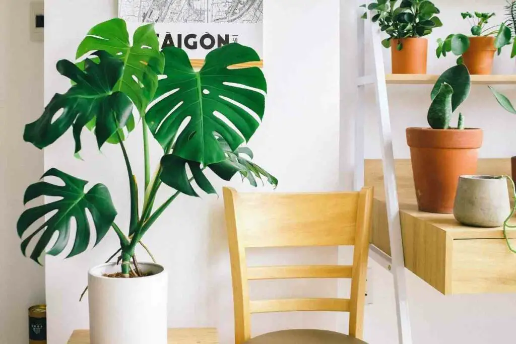 How To Prune Monstera 