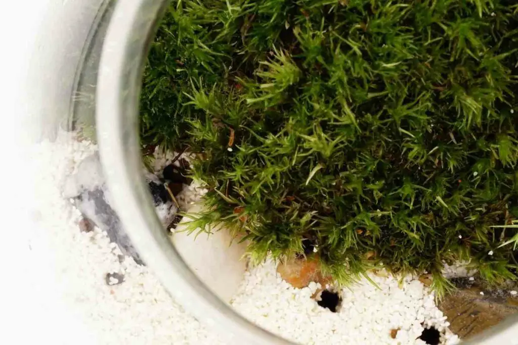 Store moss for terrarium