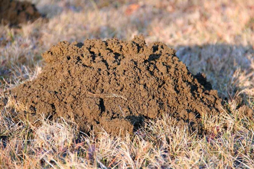 Molehill soil
