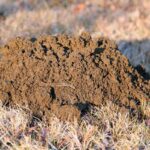 Molehill soil