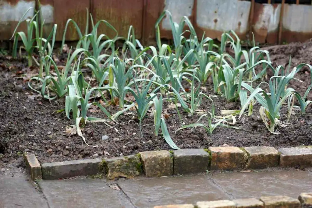 Leeks and carrots plant together