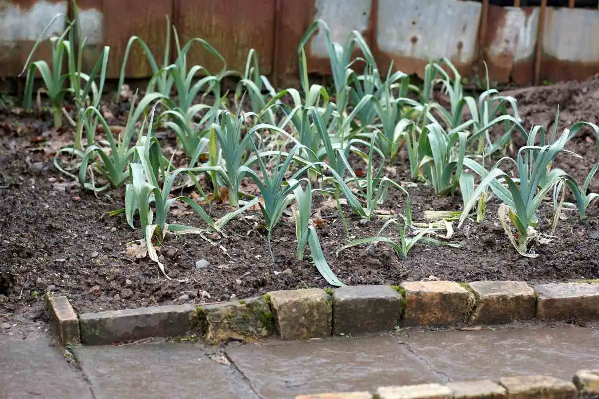 Leeks Plot Can You Grow Different Vegetables in the Same Plot?