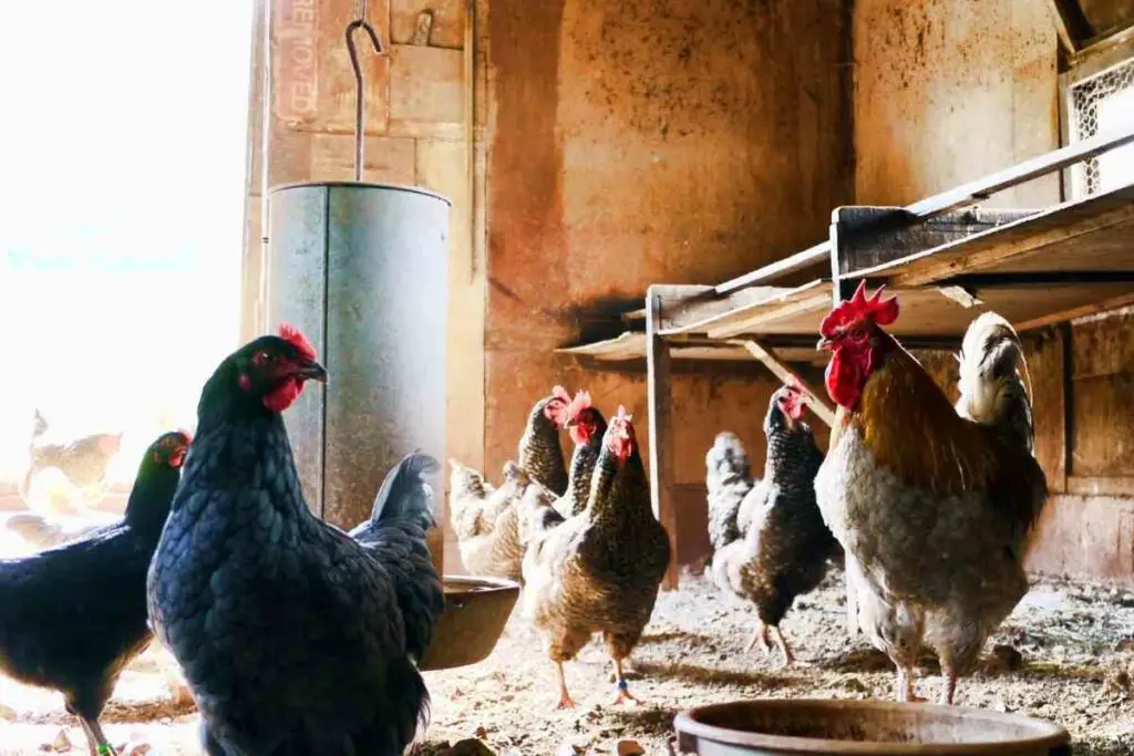 Lock up chickens protect from foxes