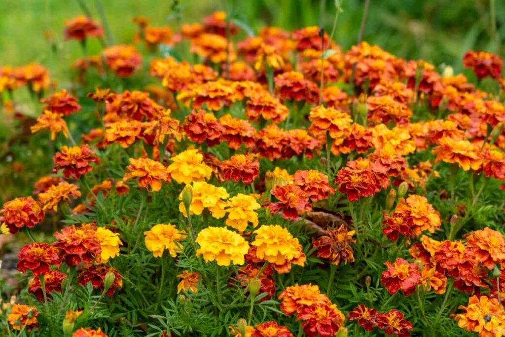 Marigold flowering