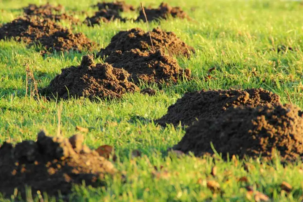 Nutrient-rich mole hill soil