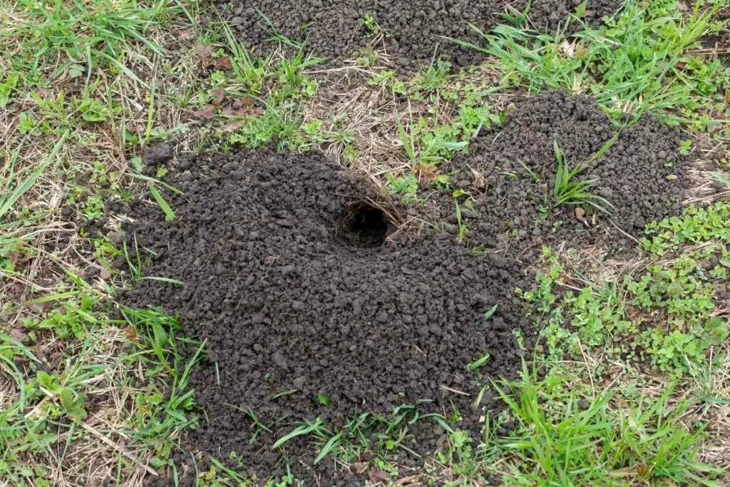 Moles natural repellent