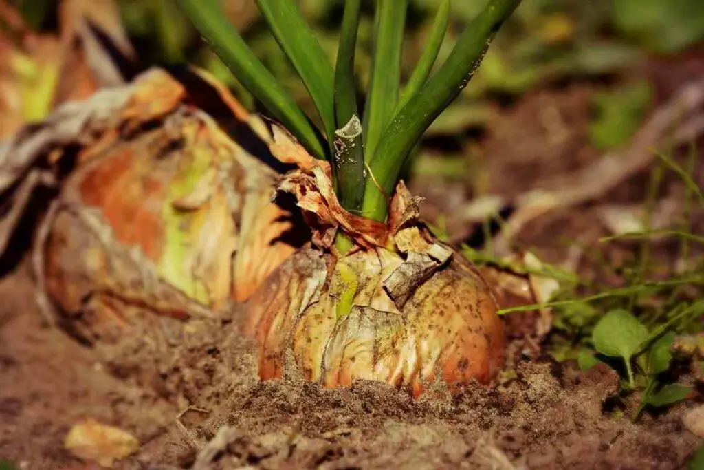 Onions and broccoli plant together