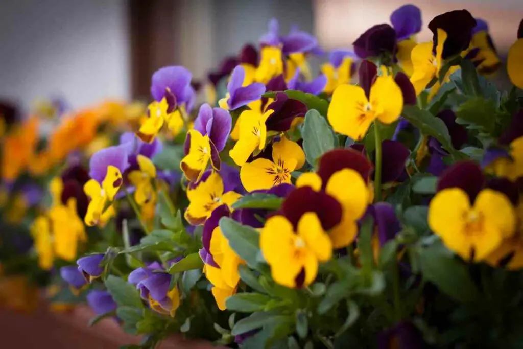 Pansy flowers