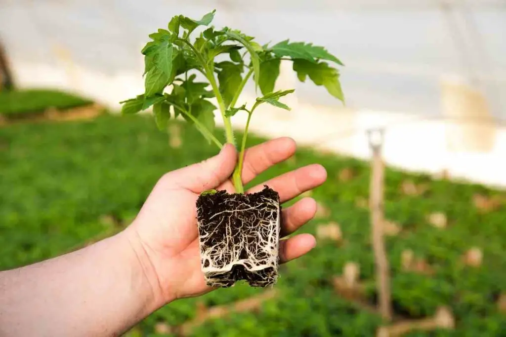 Peppers and tomatoes plant together