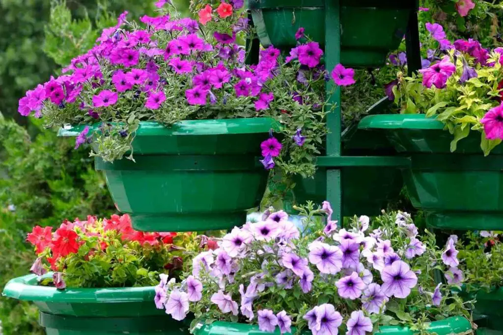 Petunia flowers