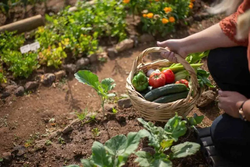 Planting different vegetables together