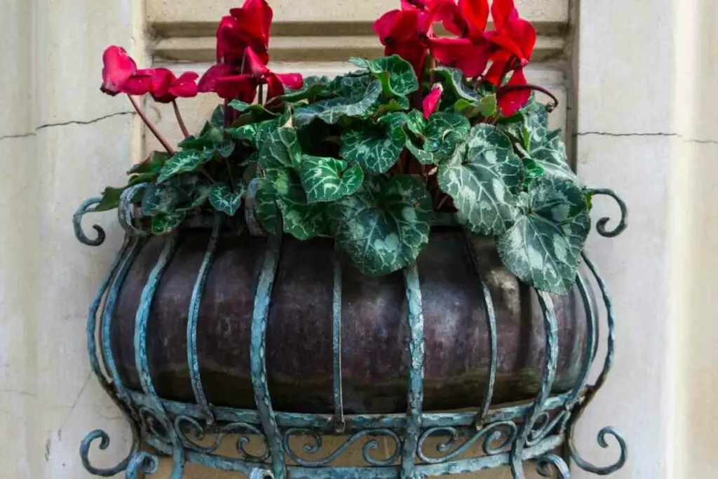 Planter baskets usually have drainage holes