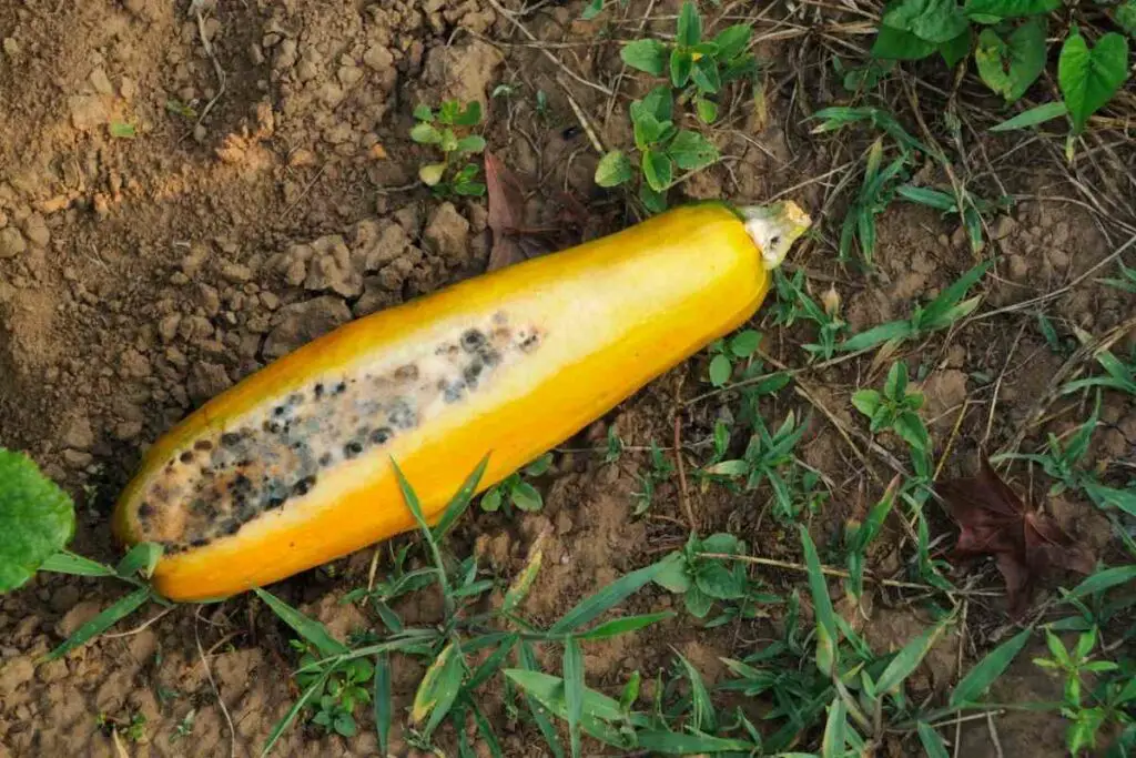 Rotten squash