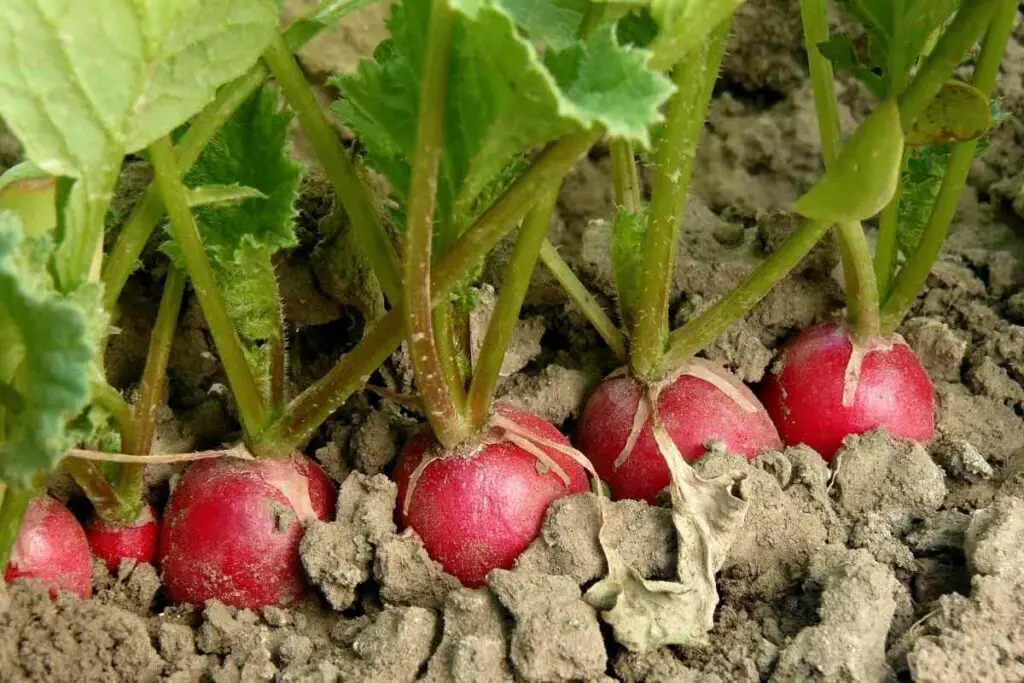 Spinach and radishes plant together