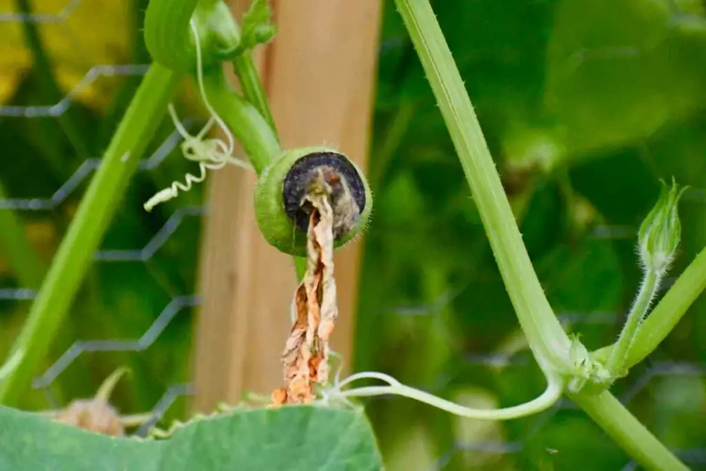 squash blossom end rot