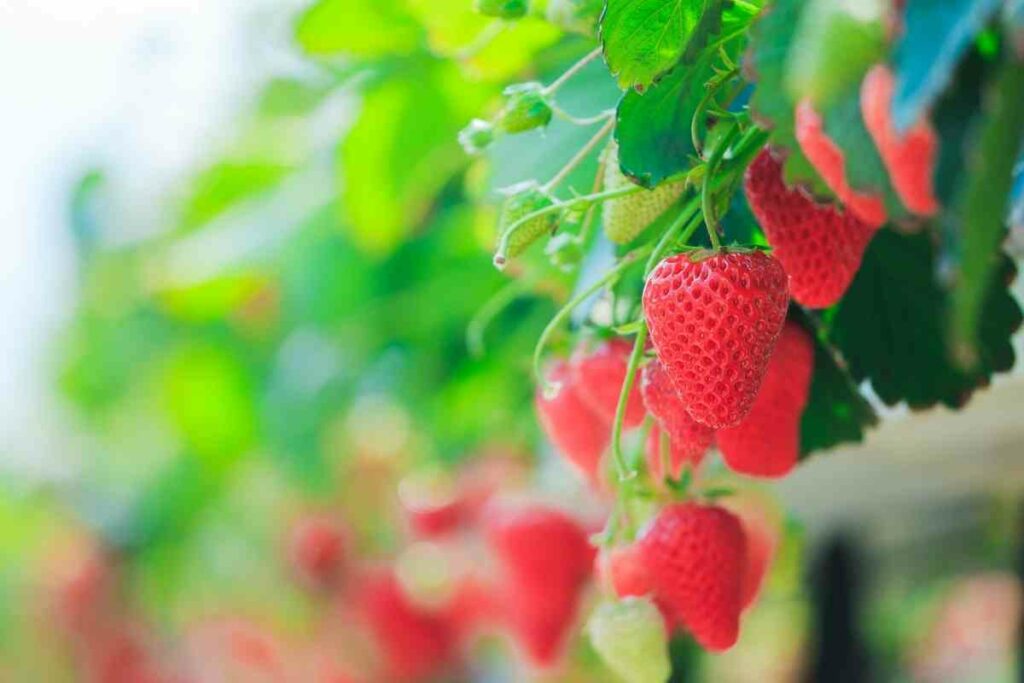Aerogarden Strawberries beginners guide