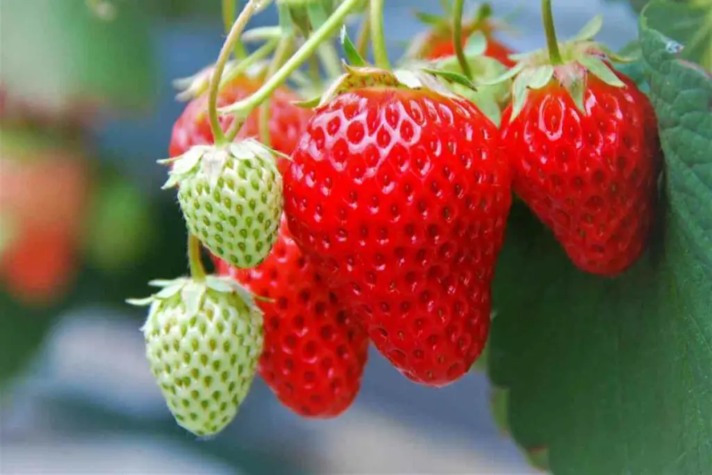 Strawberry Aerogarden - Guide and Tips