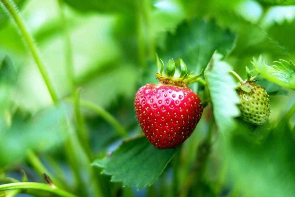 Strawberry plant aerogarden advice