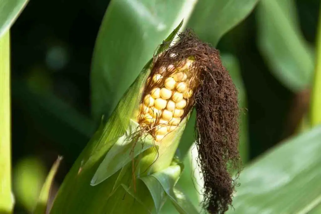 Don't plant Tomatoes & corn together