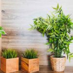 Top-dressing for potted plants ideas