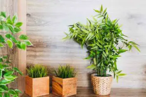 Top-dressing for potted plants ideas