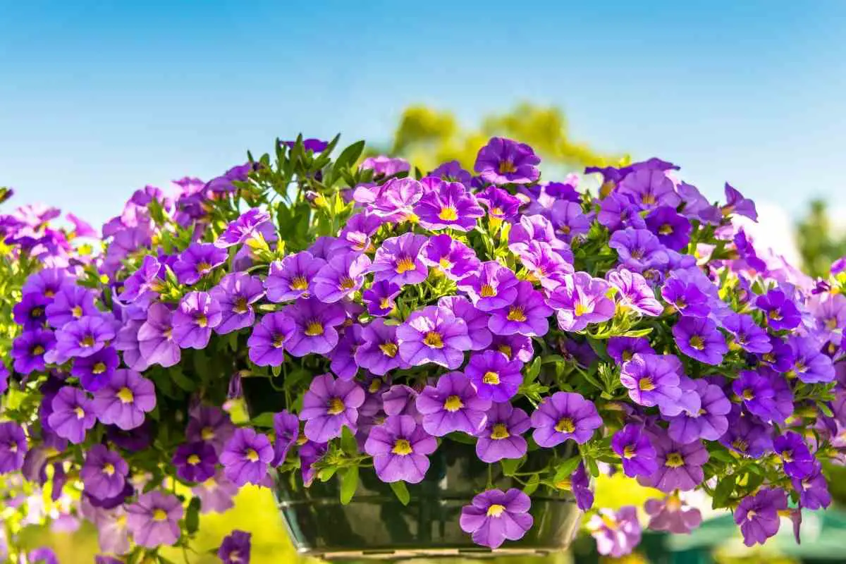 Best Flowers For Aerogarden