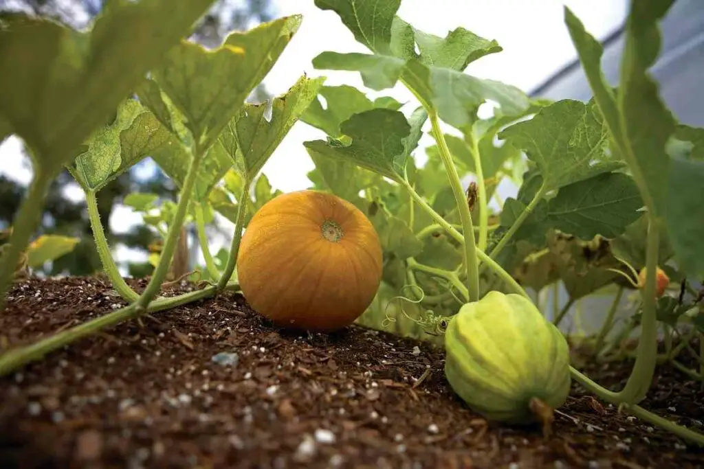 start watering squashes more consistently