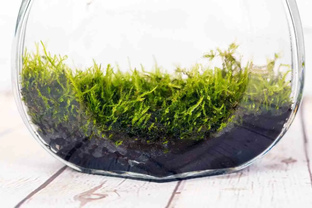 How To Clean Moss For Terrarium