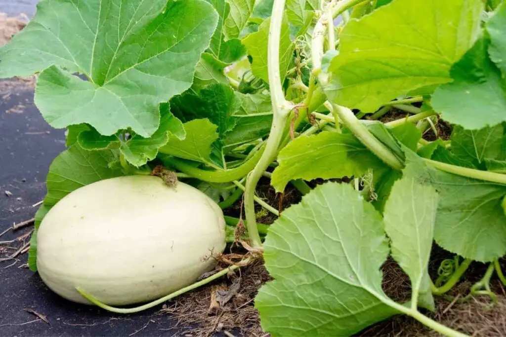 squash rot on the vine solution