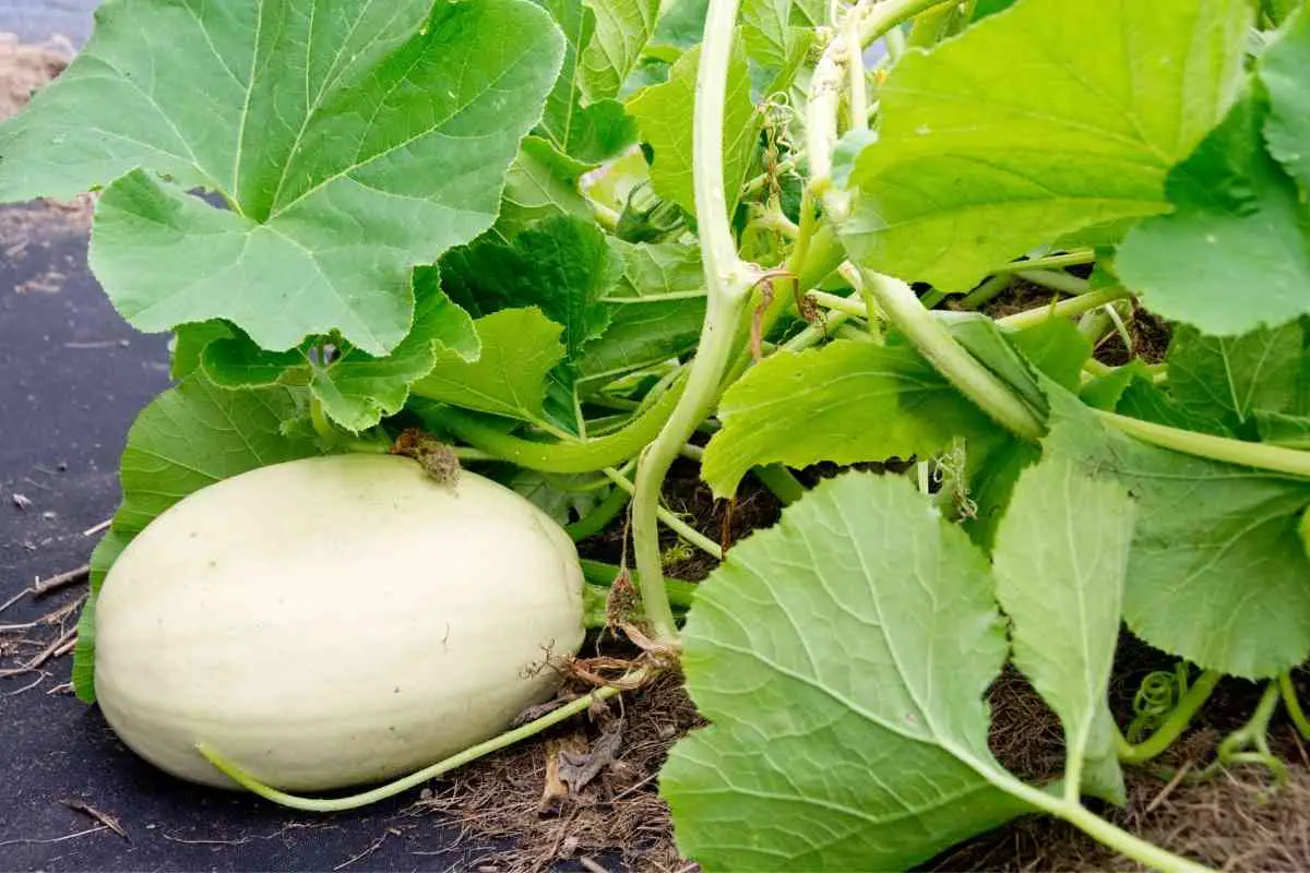 How Do You Keep Squashes From Rotting on the Vines?