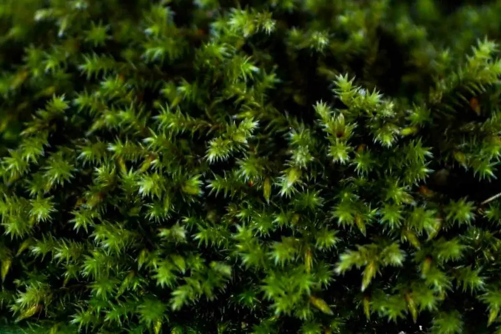 Sphagnum moss can float