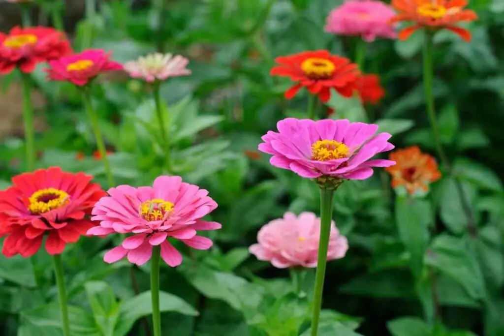 Zinnia flowering