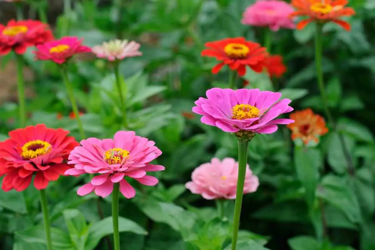 Best Flowers For Aerogarden