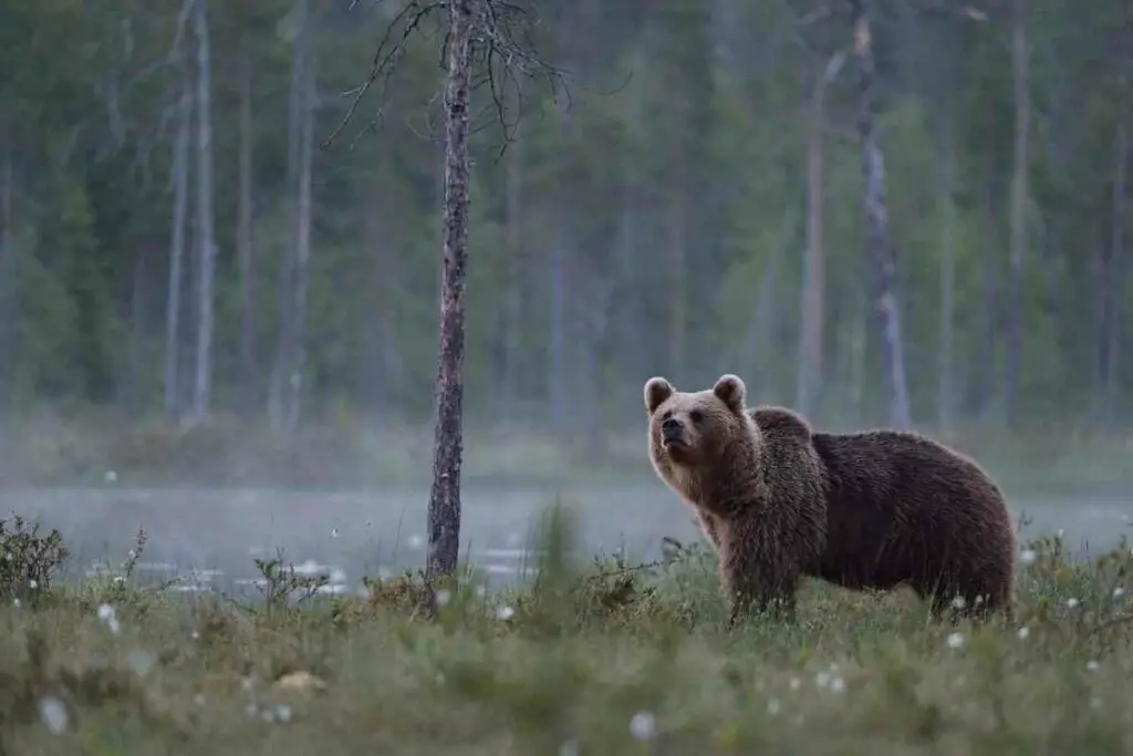 Are bears afraid of lights explained