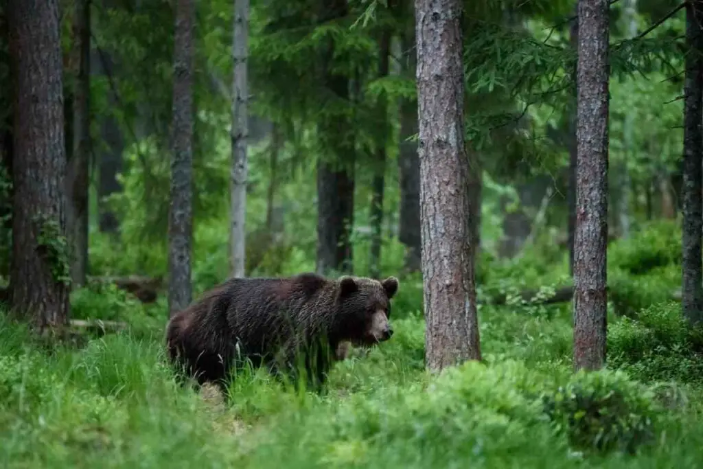 Bears reaction to automatic lights