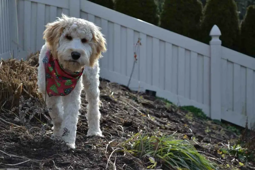 Best garden surface dogs guide
