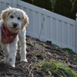 Best garden surface dogs guide